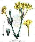 Chlidanthus fragrans
