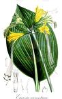Eucrosia aurantiaca