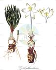 Gethyllis ciliaris