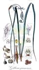 Gilliesia graminea