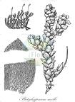 Platyhypnum molle