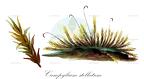 Campylium stellatum