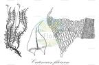 Cratoneuron filicinum