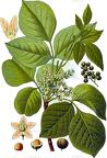 Toxicodendron pubescens