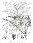 Pentaspadon motleyi