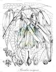 Parishia insignis