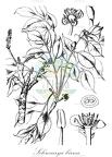Sclerocarya birrea
