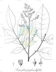 Sorindeia juglandifolia