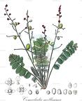 Comocladia mollissima