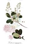Cotinus coggygria