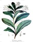 Gluta glabra