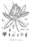 Gluta travancorica