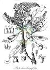 Protorhus longifolia