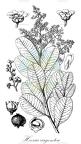 Heeria argentea