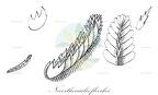 Neoorthocaulis floerkei