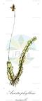 Anastrophyllum assimile