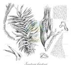 Zantenia karstenii