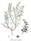 Monolepis trifida