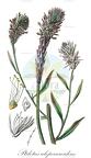 Ptilotus alopecuroideus
