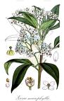Zieria macrophylla