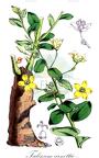 Talinum arnottii