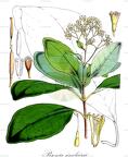 Pisonia sinclairii