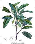 Aniba canellila