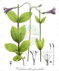 Calolisianthus pendulus