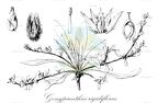 Gossypianthus rigidiflorus