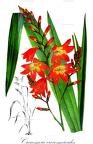 Crocosmia crocosmioides