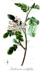 Sorbaronia sorbifolia