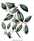 Mitrella kentii