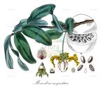 Monodora myristica