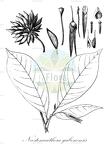 Neostenanthera gabonensis