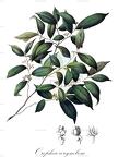 Orophea corymbosa