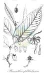Phaeanthus ophthalmicus