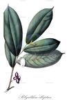 Polyalthia elliptica