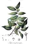 Popowia pisocarpa