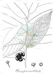 Unonopsis umbilicata