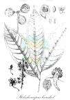Stelechocarpus burahol