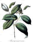 Anaxagorea javanica