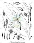 Annickia kummeriae