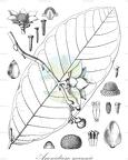 Anonidium mannii