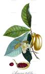Asimina triloba