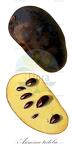 Asimina triloba