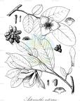 Asteranthe asterias