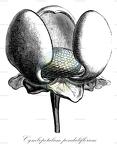 Cymbopetalum penduliflorum
