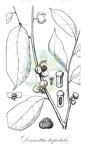 Dennettia tripetala