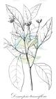 Desmopsis trunciflora