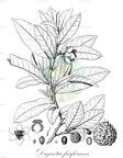 Duguetia furfuracea